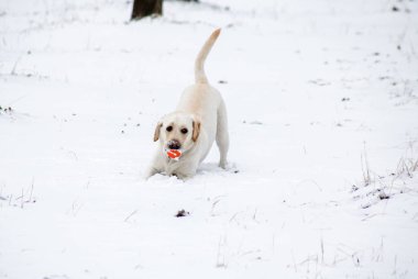 white labrador dog is playing with a ball in the winter snowy park
