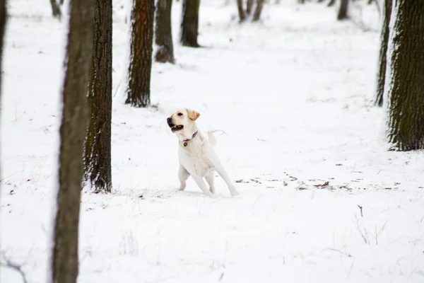 Белая собака лабрадор играет с мячом в зимнем снежном парке — стоковое фото