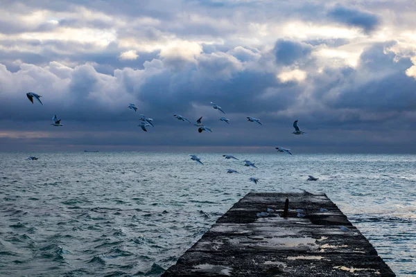Racci vzlétají z mola, bouřlivé mraky na pozadí — Stock fotografie