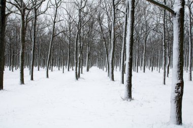 trunks of trees are covered with snow in the winter snowy park