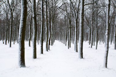 trunks of trees are covered with snow in the winter snowy park