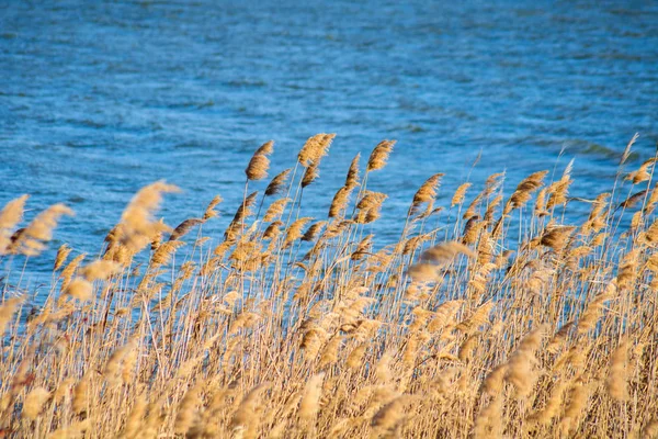 Field of yellow reeds on the blue water foreground — Stock Photo, Image