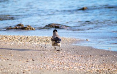 big crow makes morning runs along the beach
