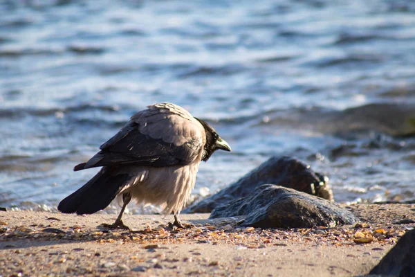 Nahaufnahme der verfärbten Krähe am Strand — Stockfoto
