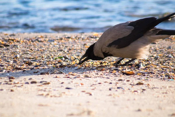 Nahaufnahme der großen Krähe frisst am Strand — Stockfoto