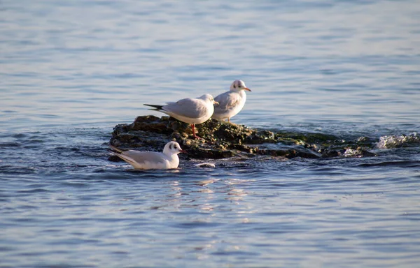 Grupo de gaviotas del mar negro en la piedra en el agua — Foto de Stock