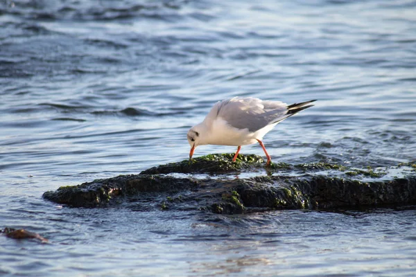 Black sea seagull on the stone in the water eats a seaweed, close-up view — Stock Photo, Image
