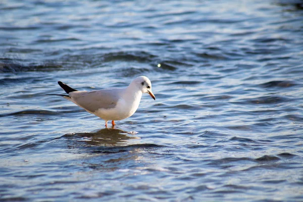 Gaivota do mar preto fica na pedra na água, vista close-up — Fotografia de Stock