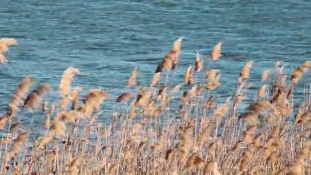 Feld Aus Gelbem Schilf Auf Blauem Wasser Vordergrund — Stockvideo