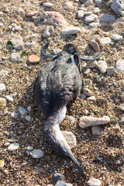 Kasırga üstüne ölü ördek