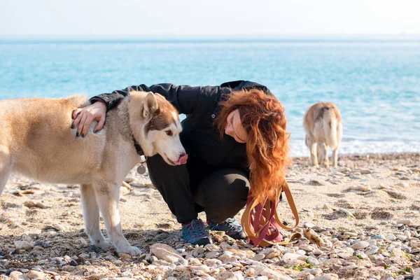 Ruda Dziewczyna Jest Zabawy Dwa Husky Psy Żwirowej Plaży — Zdjęcie stockowe