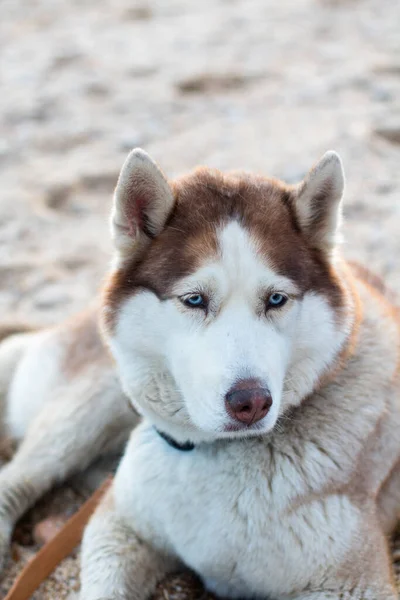 Mavi Gözlü Kumsalda Iri Kıyım Köpek Yakın Çekim Manzaralı — Stok fotoğraf