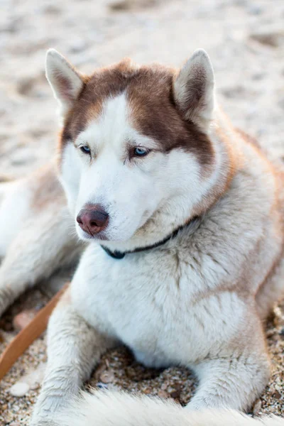 Blaue Augen Husky Hund Strand Nahsicht — Stockfoto