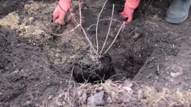 Aanplant Van Bomen Heuvelachtige Boompjes Grond Het Landbouwbedrijf — Stockvideo