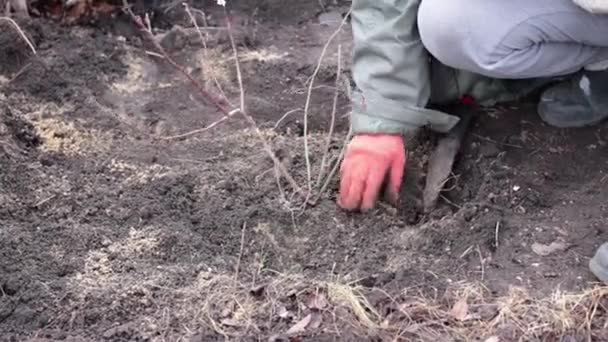 Plantation Arbres Fenaison Plantules Dans Sol Ferme — Video