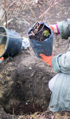Ağaç dikme ve çiftliğin toprağına fidan dikme
