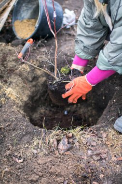 Ağaç dikme ve çiftliğin toprağına fidan dikme