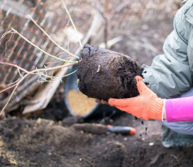 Ağaç dikme ve çiftliğin toprağına fidan dikme