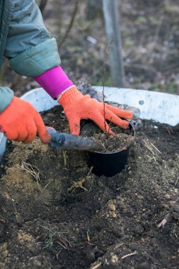 saksılarda böğürtlen tohumları ekmek ve gübrelemek