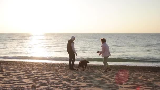 若い白人のカップルは日の出の光でビーチでチョコレートラブラドール犬と遊んでいます — ストック動画