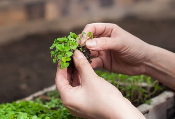 Planting of plants in the soil in spring — Stock Photo, Image