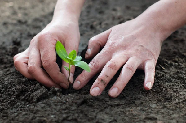 Plantação de plantas no solo na primavera — Fotografia de Stock