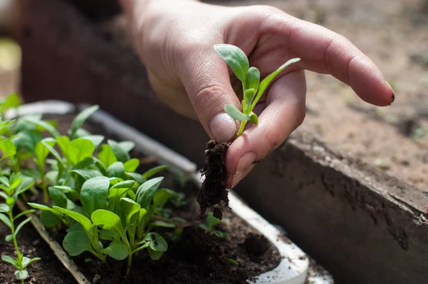Planting of plants in the soil in spring — Stock Photo, Image