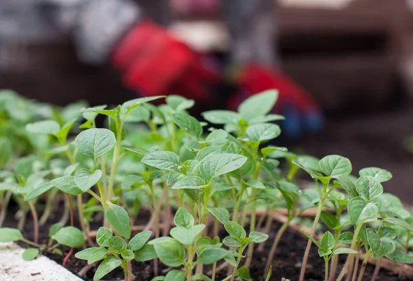 Planting of plants in the soil in spring — Stock Photo, Image