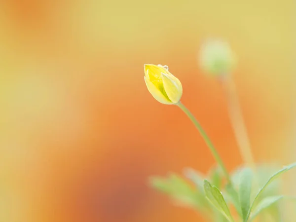 Flower close-up on blurred background — Stock Photo, Image