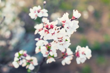 Kiraz çiçeği dalı.