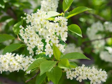 Kuş kiraz çiçeği şube