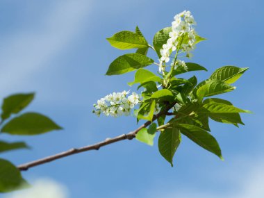 Kuş kiraz çiçeği şube