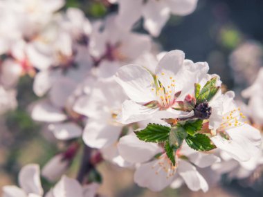 Kiraz çiçeği dalı.