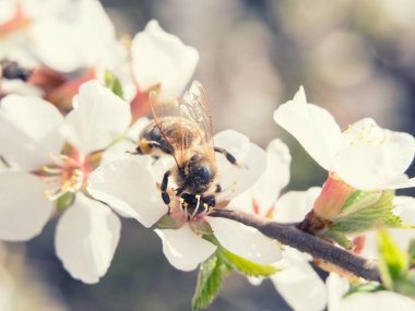 Arı çiçekli kiraz dal