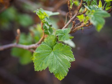 Frenk üzümü şube yumuşak odak ile