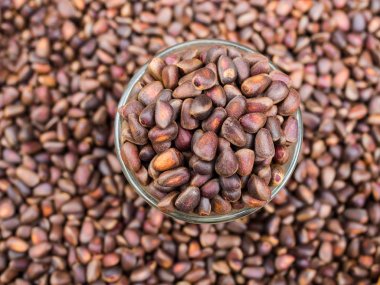 çam fıstığı cam kale içinde