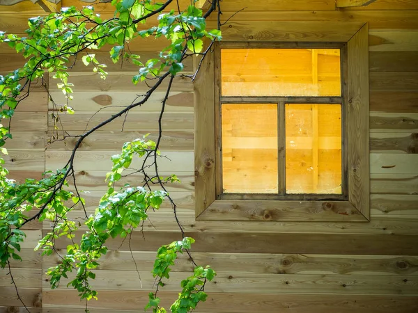 La rama del abedul sobre el fondo de la ventana — Foto de Stock