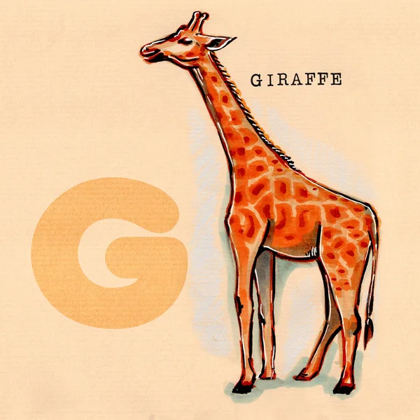 Englisches Alphabet, Giraffe — Stockfoto