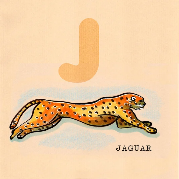 İngilizce alfabe, Jaguar — Stok fotoğraf