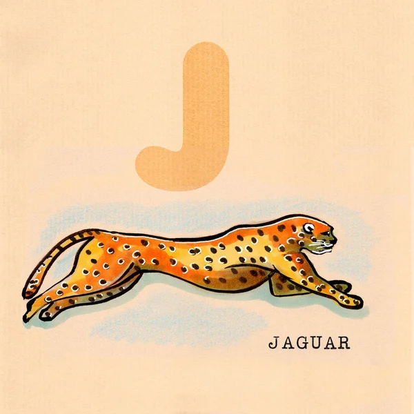 English alphabet , Jaguar