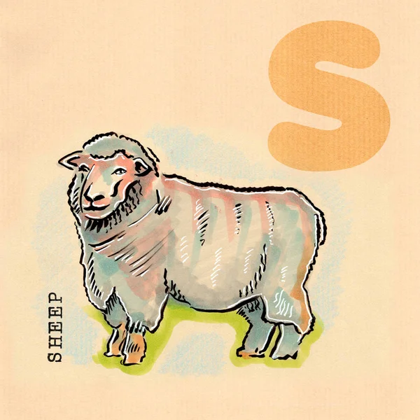 Alfabetu angielskiego, owce — Zdjęcie stockowe
