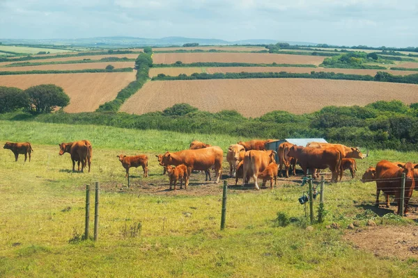 Krajobraz lato w Cornwall, Wielka Brytania — Zdjęcie stockowe