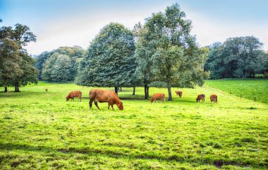Blarney, Cork, İrlanda yakınlarındaki boğalarla sonbahar manzarası   