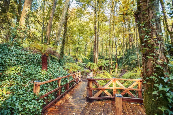 Tropical part in water garden near village Blarney, Cork, Irelan — Stock Photo, Image