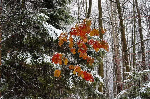 La prima neve e le ultime foglie di acero — Foto Stock