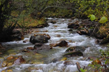 Sonbaharda ormandaki nehir dağ