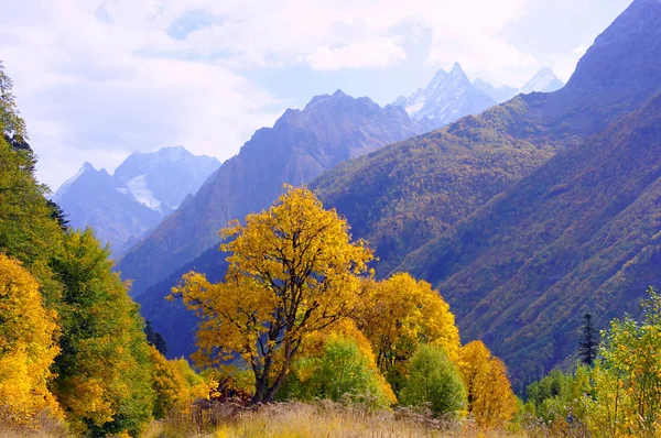 Краєвид золота осінь у жовтні в місті Dombay, Кавказ Стокове Фото