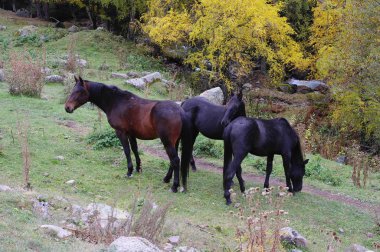 Altın sonbahar dağ orman içinde atlar
