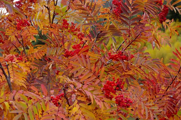 Rameaux de Rowan avec des baies rouges à l'automne doré — Photo