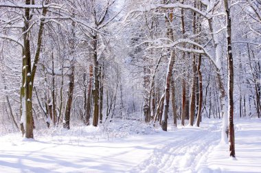 Bir parkta kışın güneşli bir gün